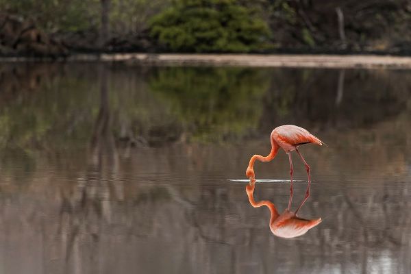 Jones, Adam 아티스트의 Galapagos Flamingo or Caribbean flamingo-Flamingo Lagoon-Punta Cormorant Floreana Island작품입니다.